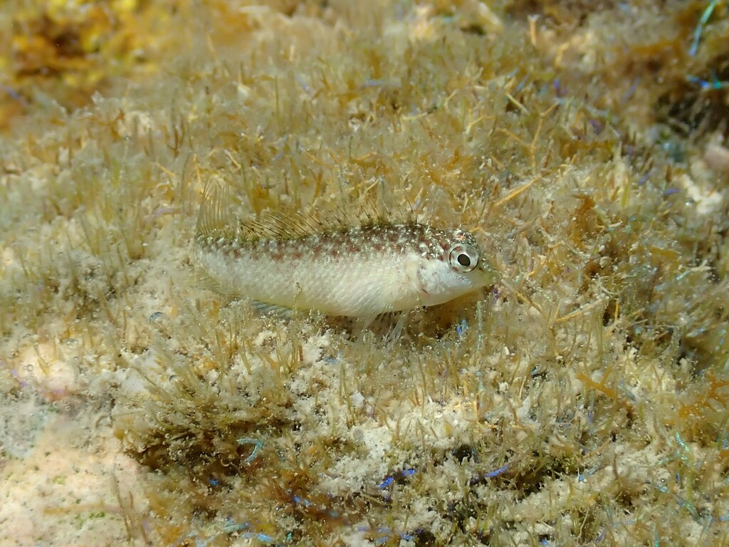 Roze slijmvis (Malacoctenus macropus) — Labrisomidae