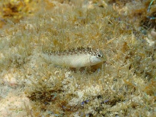 Rosy blenny (Malacoctenus macropus) — Labrisomidae
