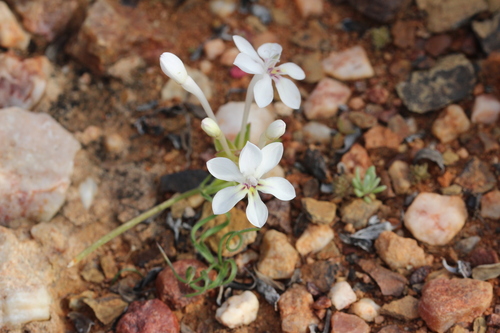 Lapeirousia pyramidalis