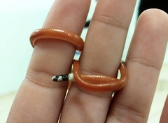 Apostolepis assimilis