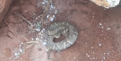 Bothrops moojeni