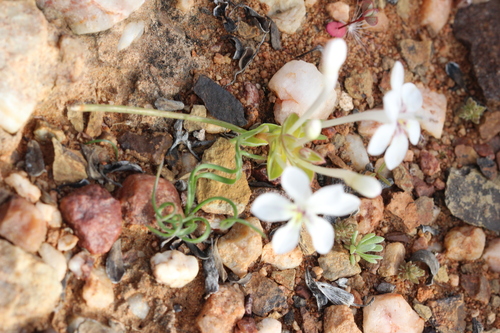 Lapeirousia pyramidalis