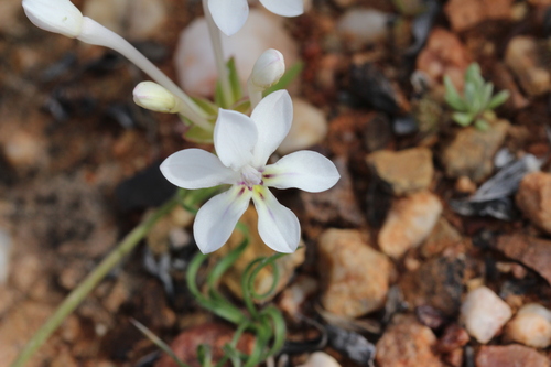 Lapeirousia pyramidalis