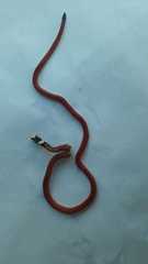 Apostolepis assimilis