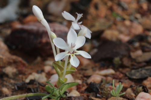 Lapeirousia pyramidalis