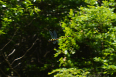 Anotogaster sieboldii kuchenbeiseri