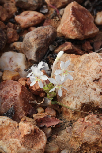 Lapeirousia pyramidalis