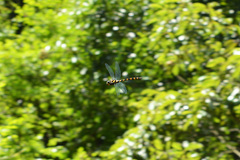 Anotogaster sieboldii kuchenbeiseri