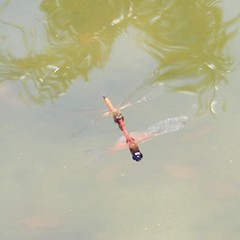 Tramea transmarina euryale