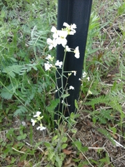 Arabidopsis arenosa arenosa