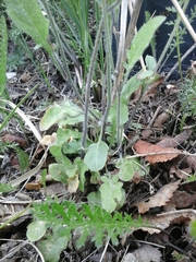 Arabidopsis arenosa arenosa