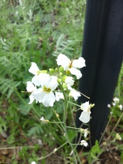 Arabidopsis arenosa arenosa