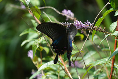 Papilio bianor