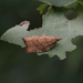 Chequered Fruit-tree Tortrix - Photo (c) Светлана Стрижова, some rights reserved (CC BY-NC), uploaded by Светлана Стрижова