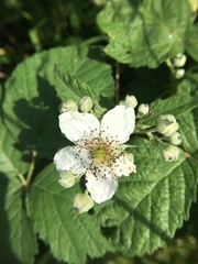 Rubus