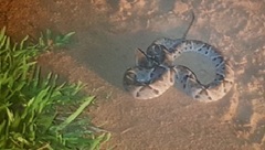 Bothrops moojeni