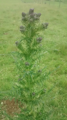 Cirsium × celakovskyanum iNat (1)