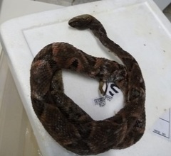 Bothrops moojeni