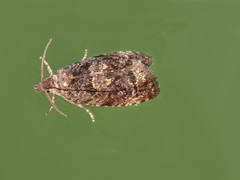 Endothenia ustulana