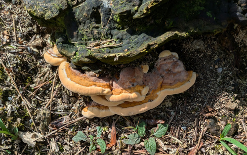 Vanderbylia fraxinea