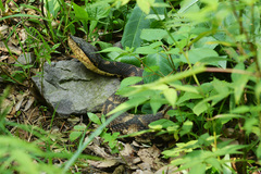 Deinagkistrodon acutus