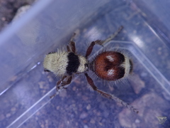 Dasymutilla sicheliana