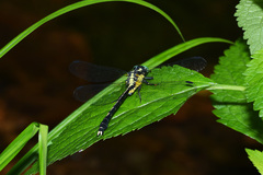 Fukienogomphus prometheus