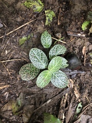Fittonia albivenis