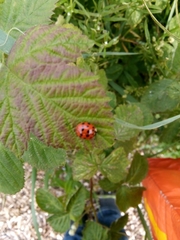 Harmonia axyridis