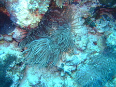 Heteractis crispa