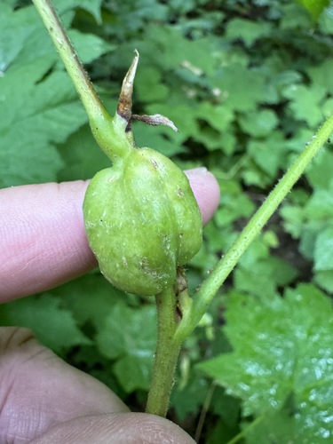 Thimbleberry Gall Wasp photo 6