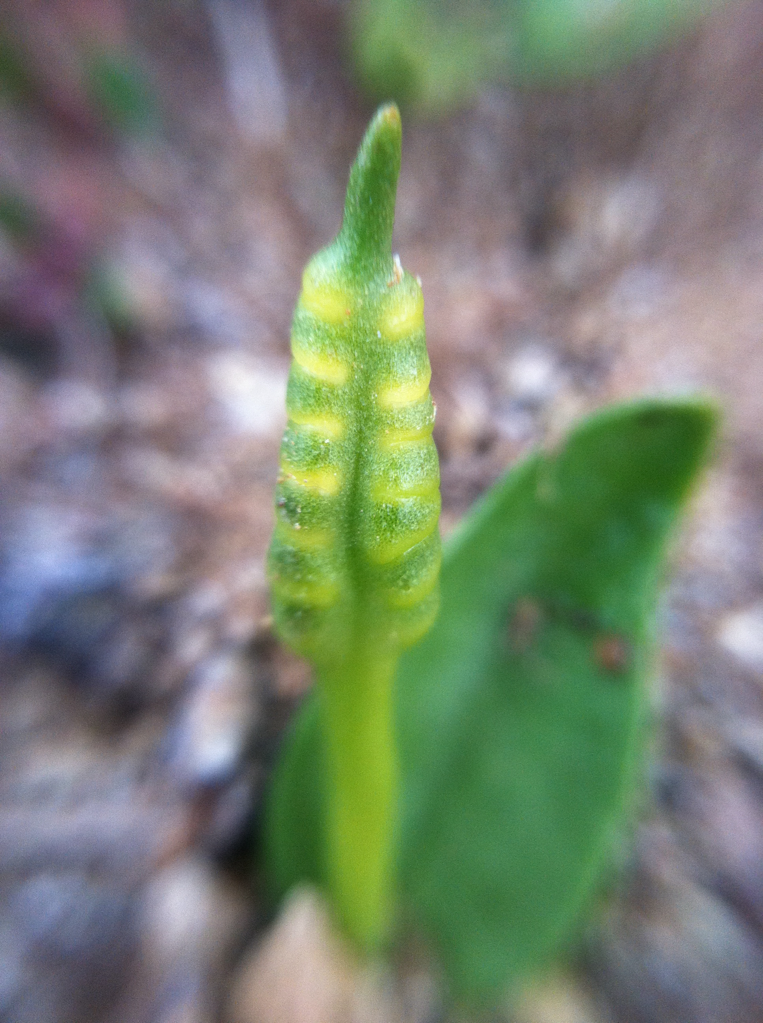 Ophioglossum azoricum image