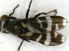 Herina frondescentiae