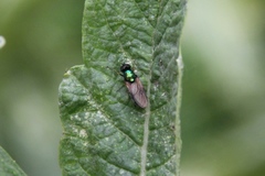 Chloromyia formosa