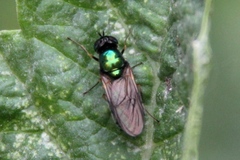 Chloromyia formosa