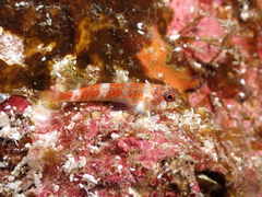 Cocos Triplefin photo 1