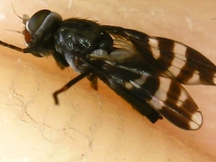 Herina frondescentiae