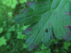Puccinia pelargonii-zonalis