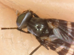 Herina frondescentiae
