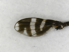 Herina frondescentiae