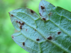 Puccinia pelargonii-zonalis