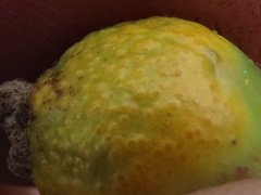 Puccinia caricina