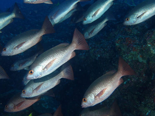 Jordan's snapper (Lutjanus jordani) — Lutjanidae — 5