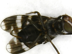 Herina frondescentiae