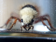 Dasymutilla sicheliana