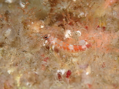 Cocos Triplefin photo 5