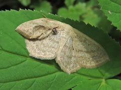 Scopula nigropunctata