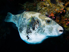 Arothron caeruleopunctatus