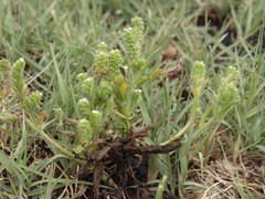 Plagiobothrys salsus