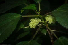 Dendrocnide photiniiphylla